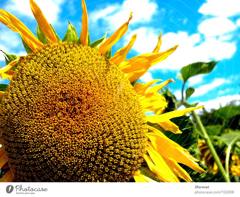 sonnenbl... Blume Sonnenblume Sommer Feld Landwirtschaft Pflanze Muster Raster Symbole & Metaphern Wunder schön Vergänglichkeit alt Physik heiß