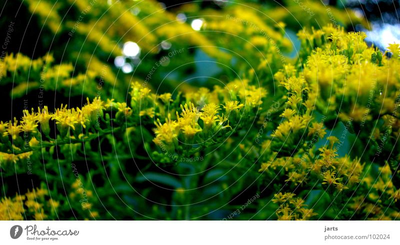 gelb und grün Blüte Sträucher Garten Park jarts