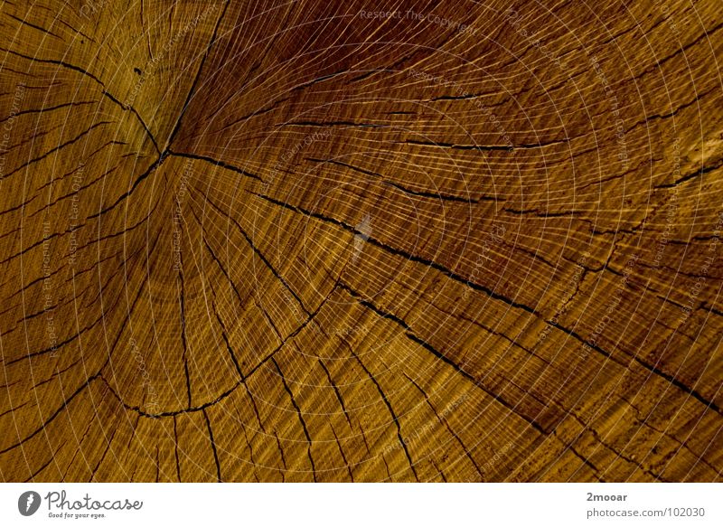 Holta Holz Pflanze ruhig Strukturen & Formen Baum braun Hintergrundbild dunkel Fichte Außenaufnahme sehr wenige einfach Holzmehl Natur Splintholz Klangholz