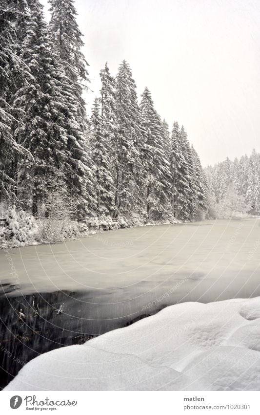 Schneefall Natur Landschaft Pflanze Himmel Wolken Winter Wetter Eis Frost Baum Wald Seeufer Menschenleer braun schwarz weiß ruhig zufrieren Schwarzwald Farbfoto