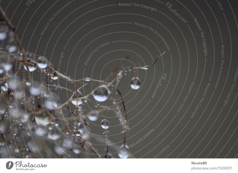Regen statt Schnee nass zart grau Sträucher Tau Wassertropfen Niederschlag Wetter Farbfoto Außenaufnahme Menschenleer Textfreiraum rechts Textfreiraum oben