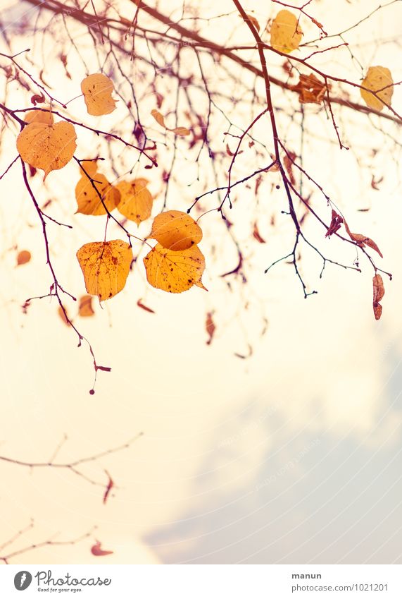 Laubfall Natur Herbst Baum Blatt Zweige u. Äste herbstlich Herbstfärbung Herbstbeginn Herbstlaub hell natürlich braun gelb gold Farbfoto Außenaufnahme