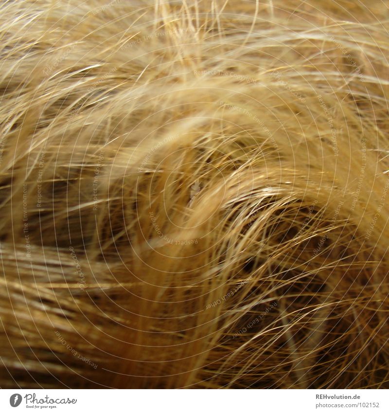 Löwenmähne krause Haare zerzaust Physik Haare & Frisuren Wellen blond langhaarig gewaschen Friseur Schwimmbad Haarschnitt Bad Haarschopf trocken Locken schön