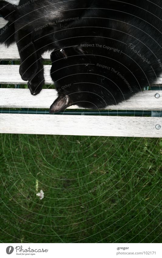 to have a hangover 2 Katze Mull Pfote schlafen ruhen ruhig gemütlich schwarz grün Gartenstuhl Frieden Säugetier Hauskatze geschlafen gepennt ratzen geratzt