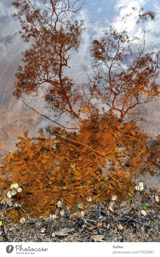 Wasser-Farbe-Spiegel ruhig Umwelt Natur Erde Wolken Sommer Herbst Schönes Wetter Baum Blatt Kiefer Ast Himmel Reisig Wald Seeufer Holz Rost beobachten entdecken