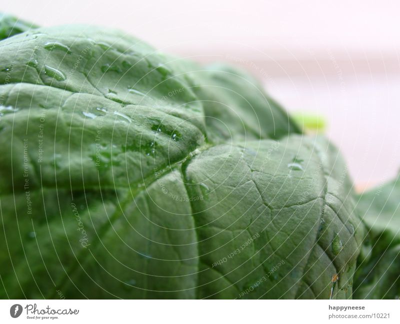 spinat grün Blatt Spinat Makroaufnahme Spinatblatt frisch Gesunde Ernährung Gesundheit Vegetarische Ernährung Vegane Ernährung