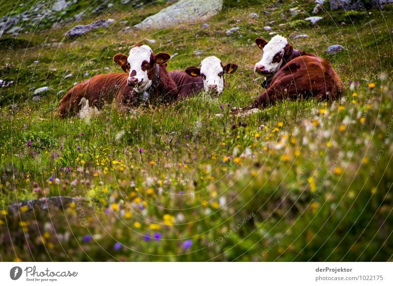 Kuh-Kindergarten Ferien & Urlaub & Reisen Tourismus Ausflug Abenteuer Berge u. Gebirge Umwelt Natur Landschaft Pflanze Tier Urelemente Sommer Schönes Wetter