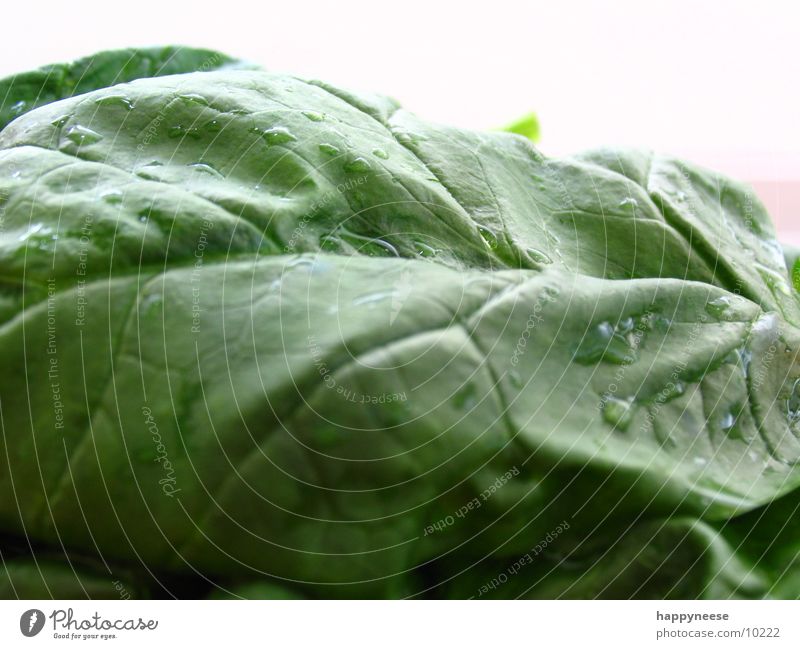 nochmal spinat grün Blatt Spinat Makroaufnahme Spinatblatt Gesunde Ernährung Gesundheit Vegetarische Ernährung Vegane Ernährung frisch