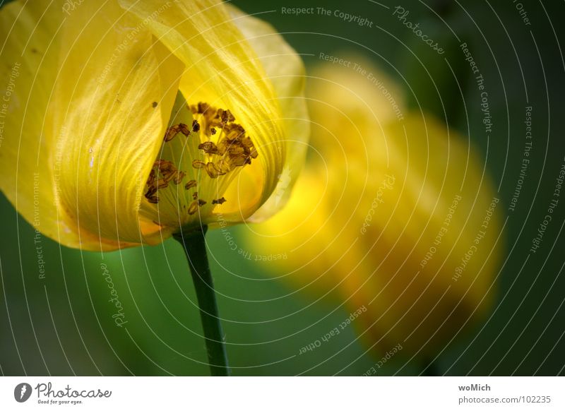 Abklatsch Mohn Waldscheinmohn gelb Blüte Blume Blütenblatt Pollen Frühling Park Pflanze zart abstrakt Tiefenschärfe Lichtspiel Garten Stempel Schatten Natur