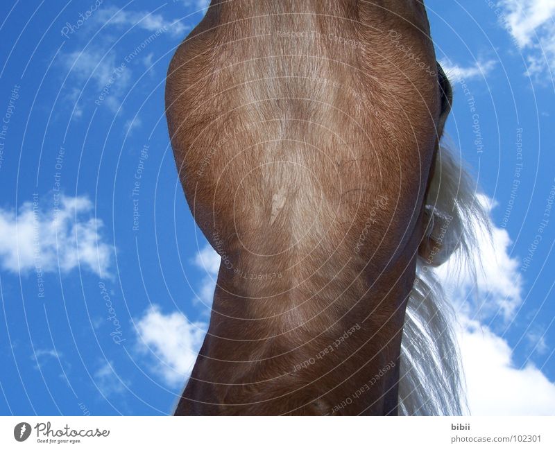 Himmelspferd - Pegasus Wolken Pferd Speiseröhre Mähne Haflinger Erholung träumen gefährlich Vertrauen Froschperspektive Pferdeauge Pferdekopf schlafen kratzen