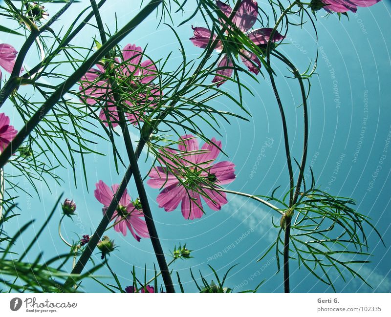 schmuck Stimmung mehrere sommerlich Sommer Schmuckkörbchen Blüte rosa grün himmelblau durcheinander frisch Frühling Blume Zierpflanze mehrfarbig Kondensstreifen