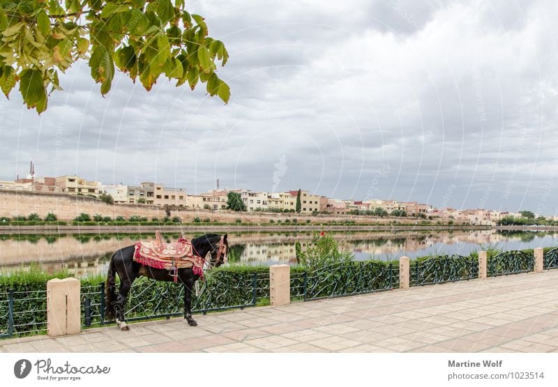 Palastebzirk Moulay Ismail Teich Meknes Marokko Afrika Stadt Haus Pferd 1 Tier Ferien & Urlaub & Reisen Basin Agdal Ville Imperial Reflexion & Spiegelung