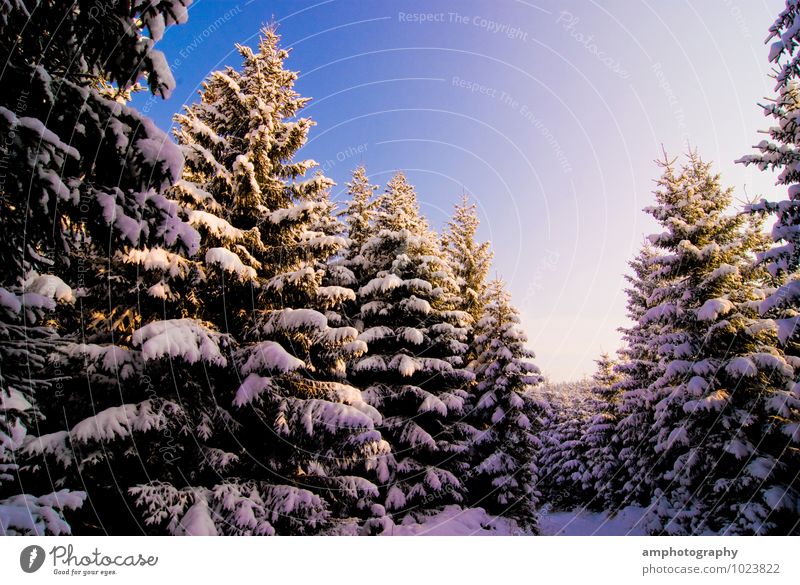 Winterwald Natur Landschaft Tier Himmel Schönes Wetter Schnee Baum Wald Berge u. Gebirge Erzgebirge Holz entdecken Erholung kalt blau weiß Zufriedenheit