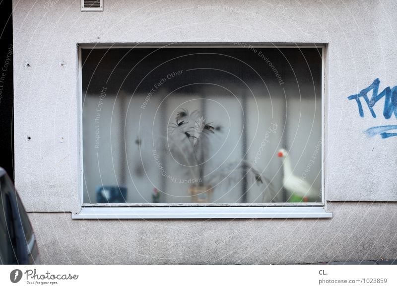 schaufenster Häusliches Leben Wohnung Haus Dekoration & Verzierung Pflanze Topfpflanze Stadt Mauer Wand Fenster Straße Tier Gans 1 Kitsch Krimskrams Graffiti