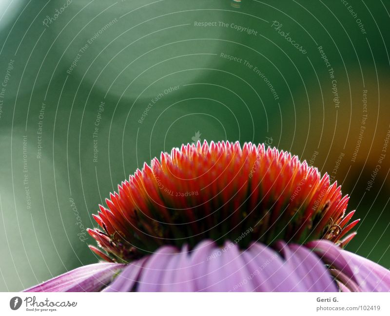 pur pur purpur Roter Sonnenhut stachelig stechen Blume Blüte Pflanze Zierpflanze Heilpflanzen Korbblütengewächs rosa rot grün Sonnenlicht Gegenlicht Gesundheit