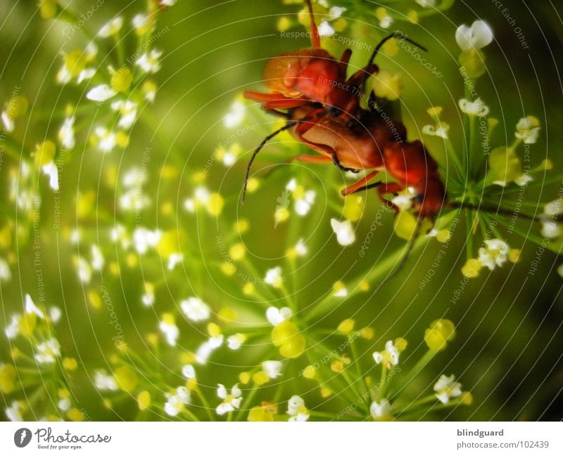 It's A Bug Porno rot Schiffsbug rotgelb Käfer Nachkommen Insekt offen Gras grün weiß Blüte Blume aufeinander Zusammensein Pornographie Makroaufnahme Biologie
