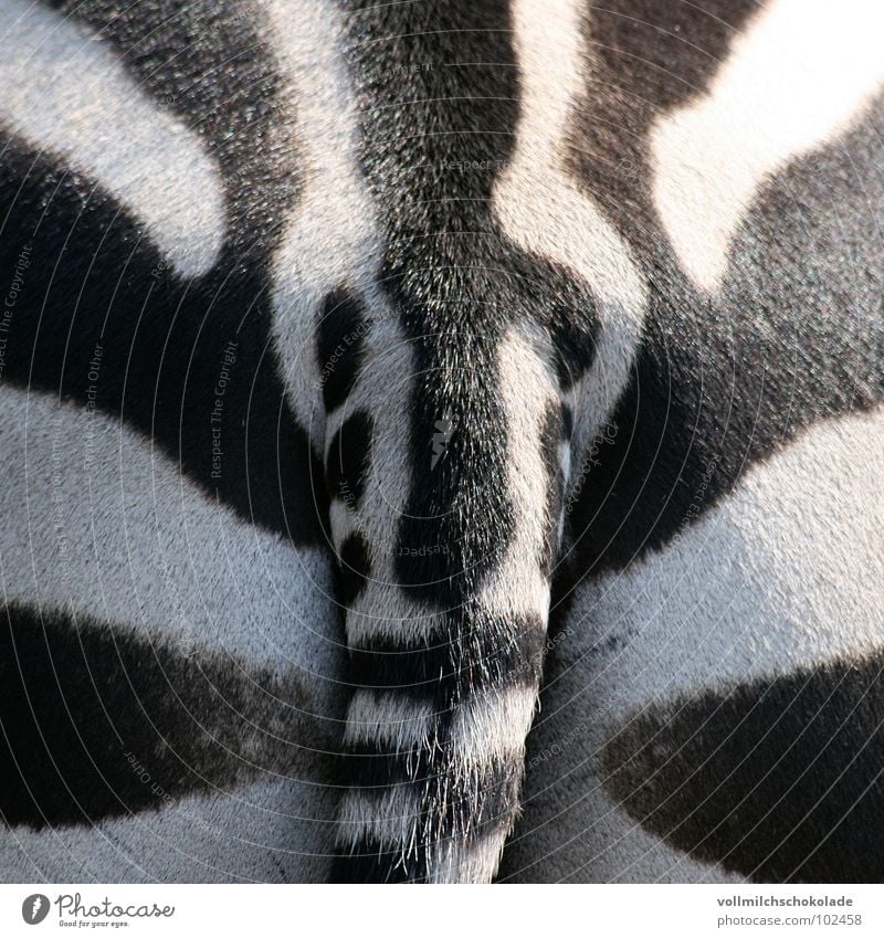 Streifenarsch. Zebra weiß schwarz Schwanz Tier Savanne Afrika Zoo Symmetrie Pups Gesäß Säugetier Fleck Pony Kontrast Poeter Musculus Maximus Ausscheidungen