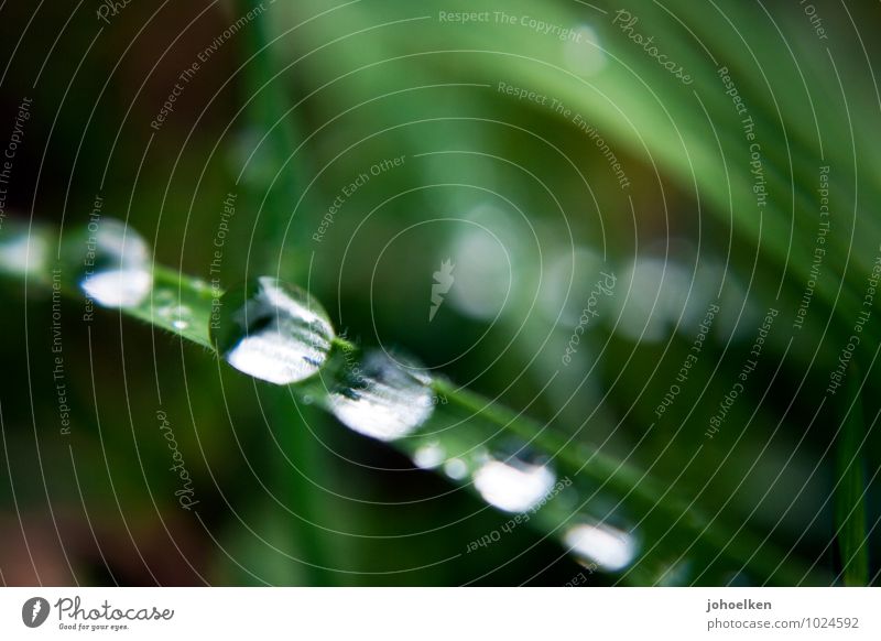Eine 5,4 auf der Tröpfchenskala Umwelt Pflanze Urelemente Wasser Wassertropfen Schönes Wetter schlechtes Wetter Regen Gras Blatt Garten Park Wiese Spiegel