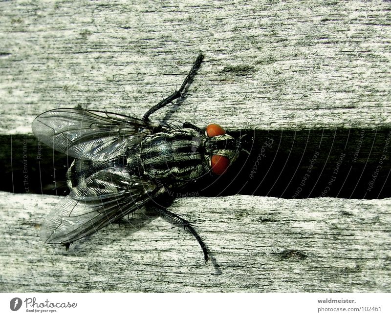 Spalt und Fliege II Insekt Fleischfliege Makroaufnahme Spalte Furche krabbeln Ekel dunkel lästig Auge