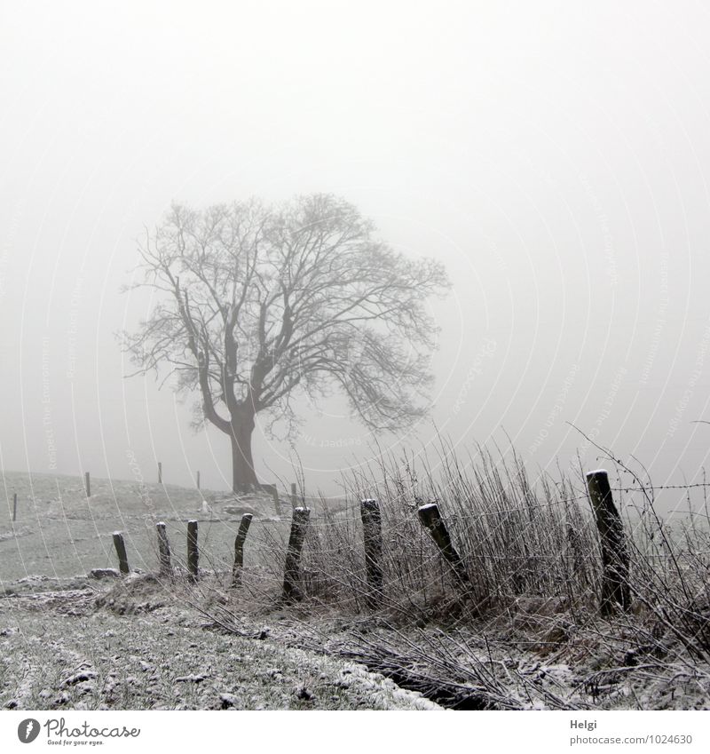 Dezembernebel Umwelt Natur Landschaft Pflanze Winter Nebel Eis Frost Schnee Baum Gras Feld Zaun Zaunpfahl Holz stehen authentisch einfach einzigartig kalt
