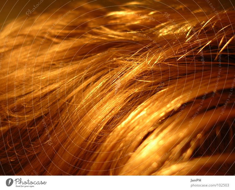 Ein Feld..., oder doch nicht?!? blond Weizen Licht Makroaufnahme Nahaufnahme Haare & Frisuren Kopf Reflexion & Spiegelung