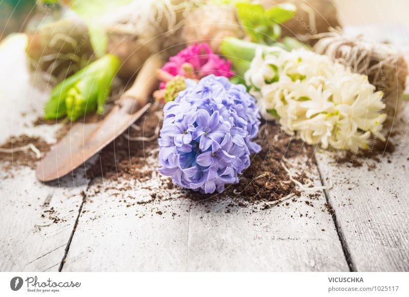 Hyazinthe und Schaufel auf weißem Holztisch Stil Design Freizeit & Hobby Sommer Garten Dekoration & Verzierung Natur Pflanze Frühling Blume white