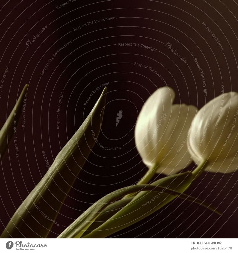 Weiße Tulpen 2 ... Lifestyle elegant Glück Wellness Leben harmonisch Wohlgefühl Zufriedenheit Sinnesorgane Erholung ruhig Meditation Duft Häusliches Leben