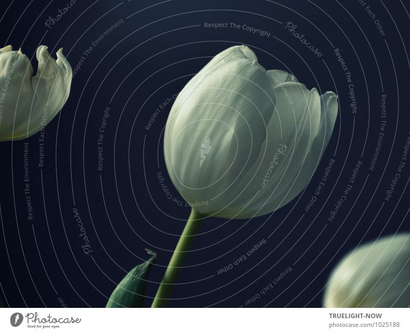 Weiße Tulpen 3 ... Lifestyle elegant Design schön Seniorenpflege Wellness harmonisch Wohlgefühl Zufriedenheit Sinnesorgane Erholung ruhig Meditation Duft