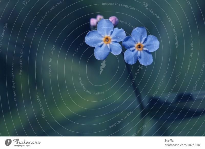 zwei blaue Vergissmeinnichtblüten halten zusammen Vergißmeinnicht Vergißmeinnichtblüte heimisch blaue Blumen blaue Blüten heimische Wildpflanzen