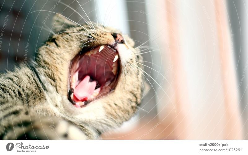 Auto Luft Katze 1 Tier Farbfoto Detailaufnahme Tag Unschärfe Tierporträt gefährlich Zähne zeigen Gebiss Katzenkopf Schwache Tiefenschärfe drohen drohend