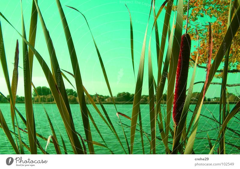 Auf der Lauer grün Strand Sommer Schilfrohr See Sträucher Gewässer Wasser Himmel Bambusrohr Sand Idylle Natur Versteck Küste