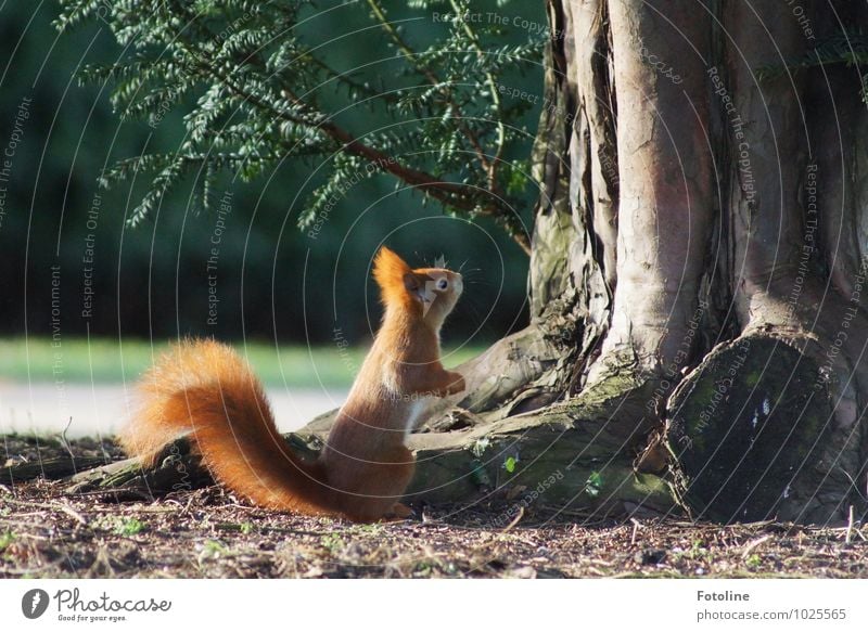 Da oben hängt noch was! Umwelt Natur Pflanze Tier Urelemente Erde Frühling Schönes Wetter Baum Garten Park Wildtier Fell 1 hell klein nah natürlich weich grün