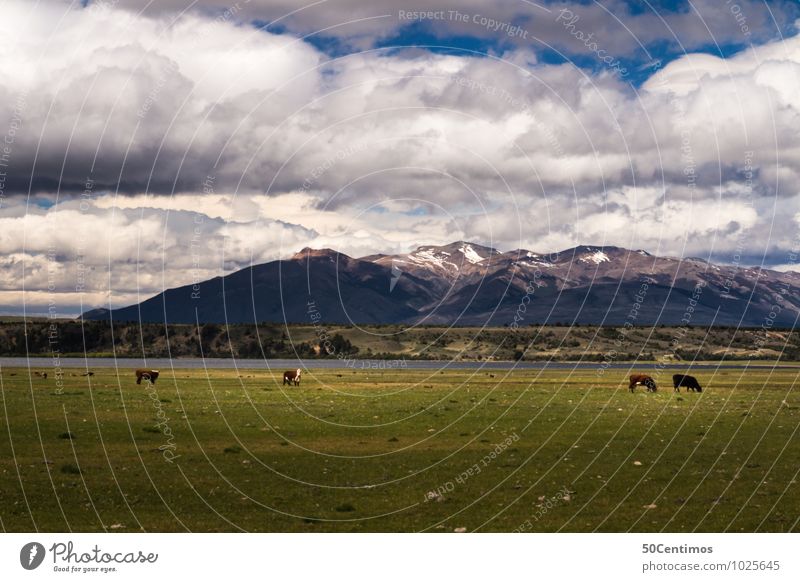 Kühe in Argentinien Ferien & Urlaub & Reisen Ausflug Berge u. Gebirge Umwelt Natur Landschaft Wolken Frühling Sommer Herbst Winter Wetter Wiese Feld Alpen