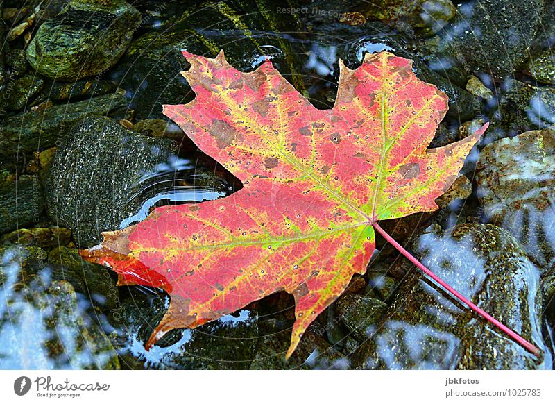 Oh Canada Umwelt Natur Pflanze Baum Blatt Grünpflanze Nutzpflanze Wildpflanze Ahorn Ahornblatt trendy herbstlich Herbst Herbstlaub Wasser Spiegelbild Flussufer