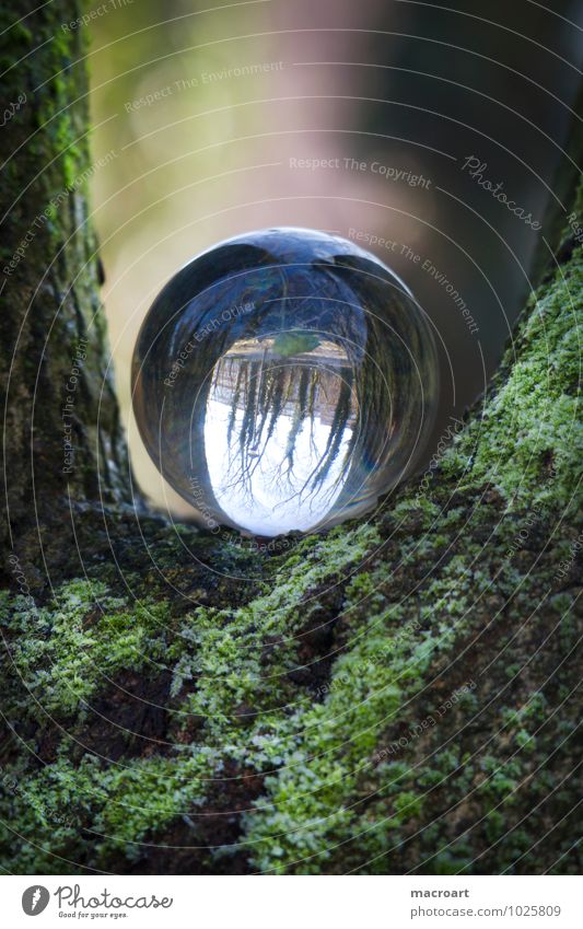 Gläserne Welt Glaskugel Natur Gras Wiese Erde Kristalle Ball durchsichtig natürlich Reflexion & Spiegelung Spiegelbild Moos Farn grün Pflanzenschädlinge Baum