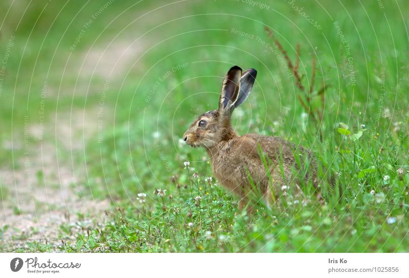 ups, ... Natur Tier Sommer Wiese Wildtier Fell Hase & Kaninchen 1 beobachten warten kuschlig natürlich niedlich braun grün Tierliebe Wachsamkeit Schüchternheit
