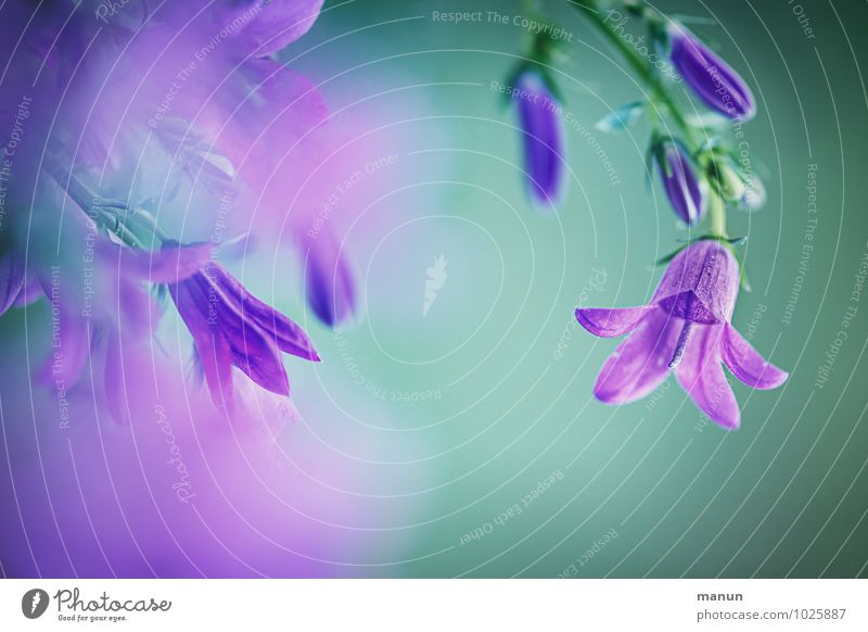 purple Natur Frühling Sommer Pflanze Blume Blüte Glockenblume Frühlingsfarbe Frühlingsblume Duft natürlich positiv weich blau grün violett türkis