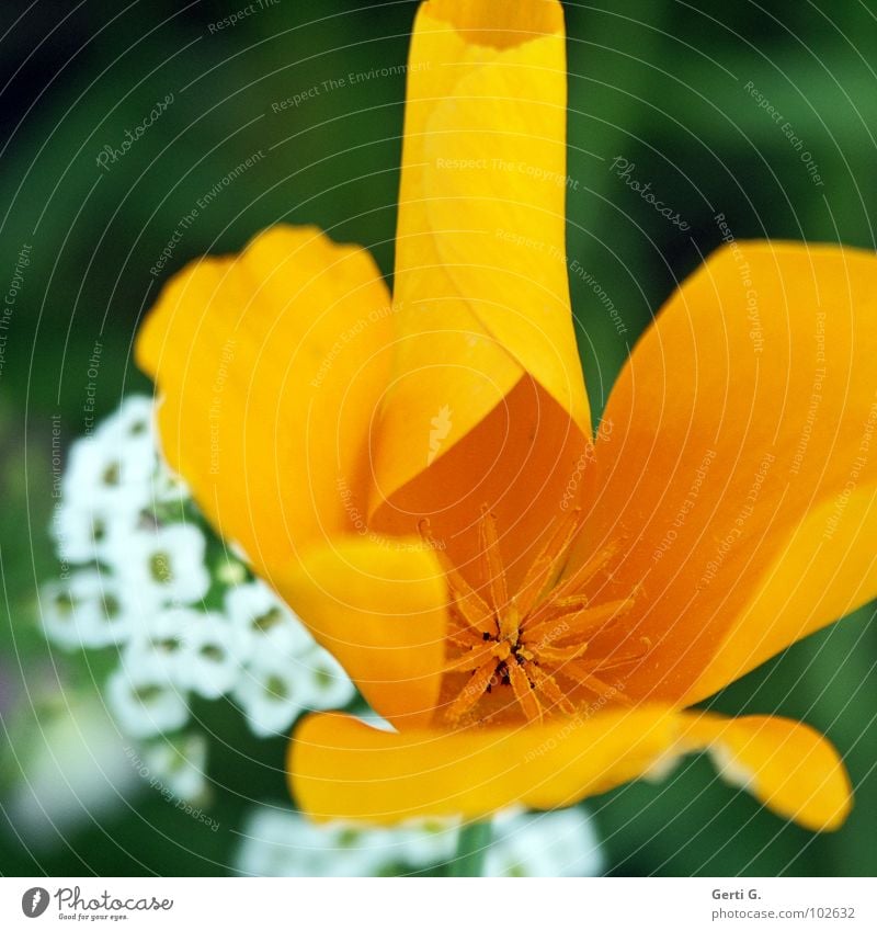 Röllchen gelb Blume Blüte Pollen weiß Rolle rund entfalten ausbreiten dünn filigran fein zart Stern (Symbol) hintergrundunschärfe Natur Stempel eingerollt