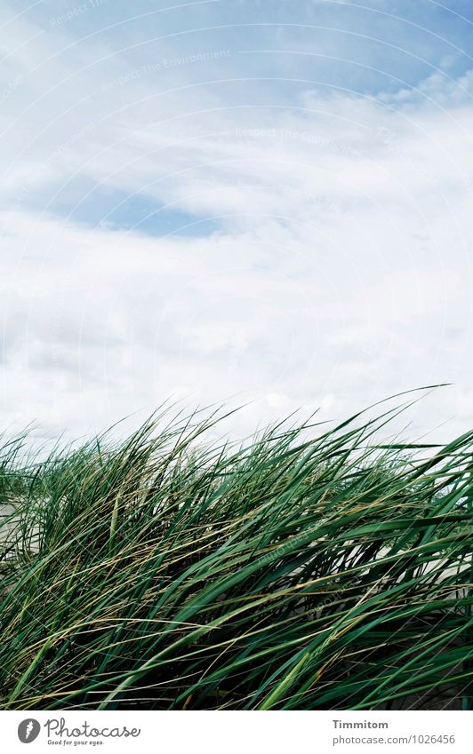 Eine Brise. Umwelt Natur Landschaft Pflanze Sand Himmel Wolken Sommer Schönes Wetter Grünpflanze Dünengras Dänemark ästhetisch einfach natürlich blau grün weiß