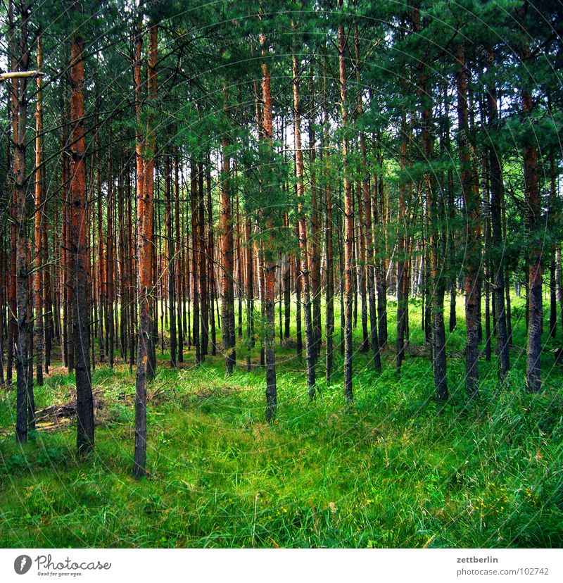 Wald Baum Nadelwald Nadelbaum Holz Märchen Wolf grün Wiese Waldspaziergang Romantik Freizeit & Hobby Baumstamm grasm lichtung Spaziergang Idylle