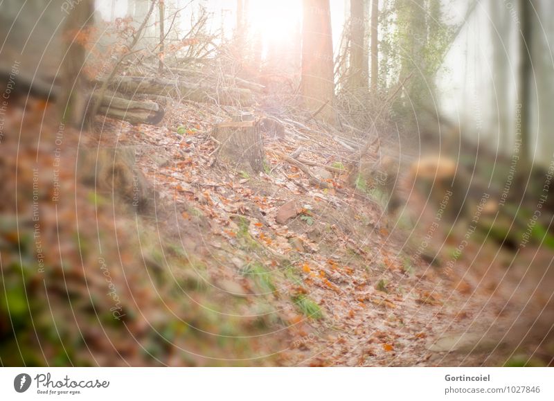 Licht im Wald Umwelt Natur Sonne Sonnenlicht Herbst Winter Baum Wärme herbstlich Herbstwald Herbstlaub Blatt Baumstamm Waldboden Waldspaziergang Farbfoto