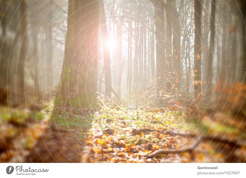 Waldsonne Umwelt Natur Sonne Sonnenlicht Herbst Baum hell Wärme herbstlich Herbstwald Baumstamm Blatt Herbstlaub Farbfoto Außenaufnahme Tag