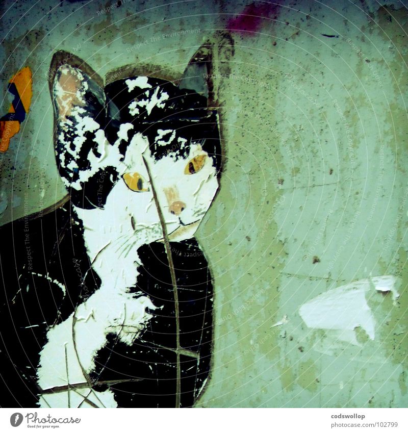 mauer moggy Katze Haustier Wand Straßenkunst Etikett Chatten schäbig Säugetier Dekoration & Verzierung Graffiti Wandmalereien cat mouser rat catcher pet pussy