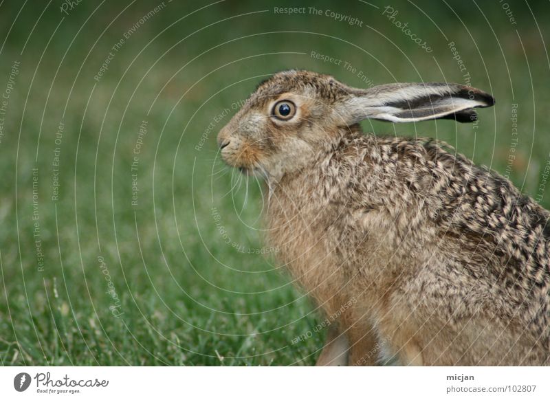 Angsthase Hase & Kaninchen Tier Schnauze niedlich Wildtier bewegungslos Gras startbereit laufen Blick schön Lebewesen springen hüpfen Rasen Profil Natur