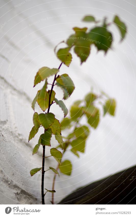 Eckengewächs Umwelt Natur Herbst Pflanze Sträucher Grünpflanze grün schwarz weiß Traurigkeit Blatt klein viele Wand gerupft zart Ast ausgebleicht Fuge