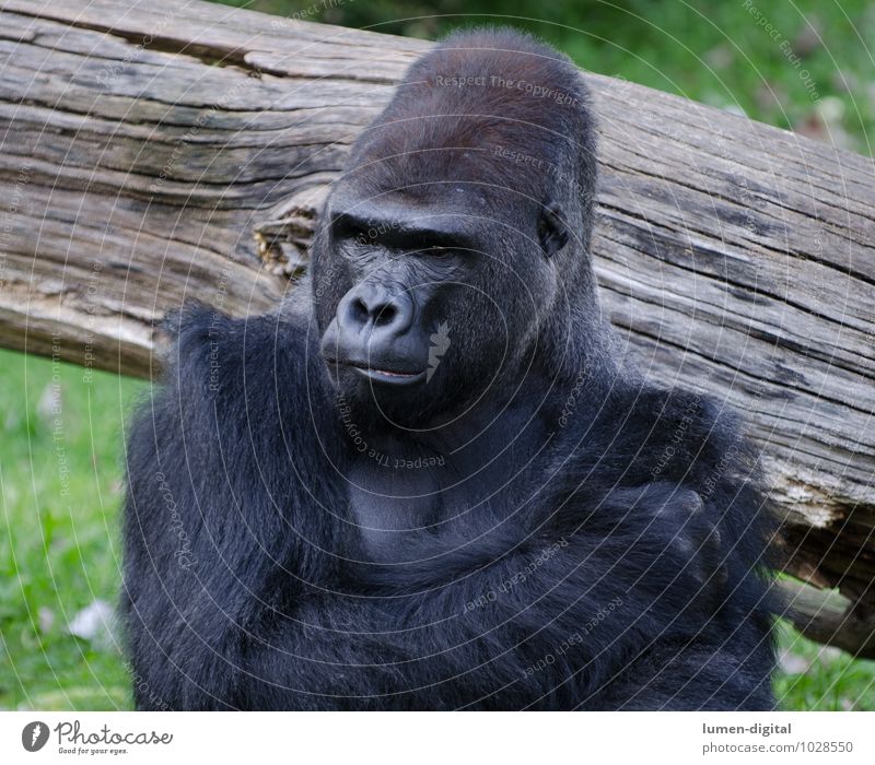 Gorilla Tier Zoo Affe Menschenaffen 1 Holz Denken alt sportlich schwarz Umwelt Umweltschutz Affen brustporträt King Kong kopf ohren Querformat Schulter