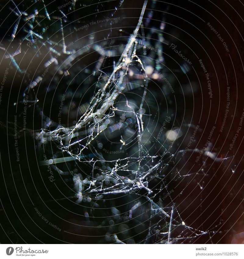 Netzteil Umwelt Natur dünn fest nah beweglich Spinngewebe Spinnennetz netzartig glänzend leuchten Textfreiraum Farbfoto Außenaufnahme Nahaufnahme Detailaufnahme