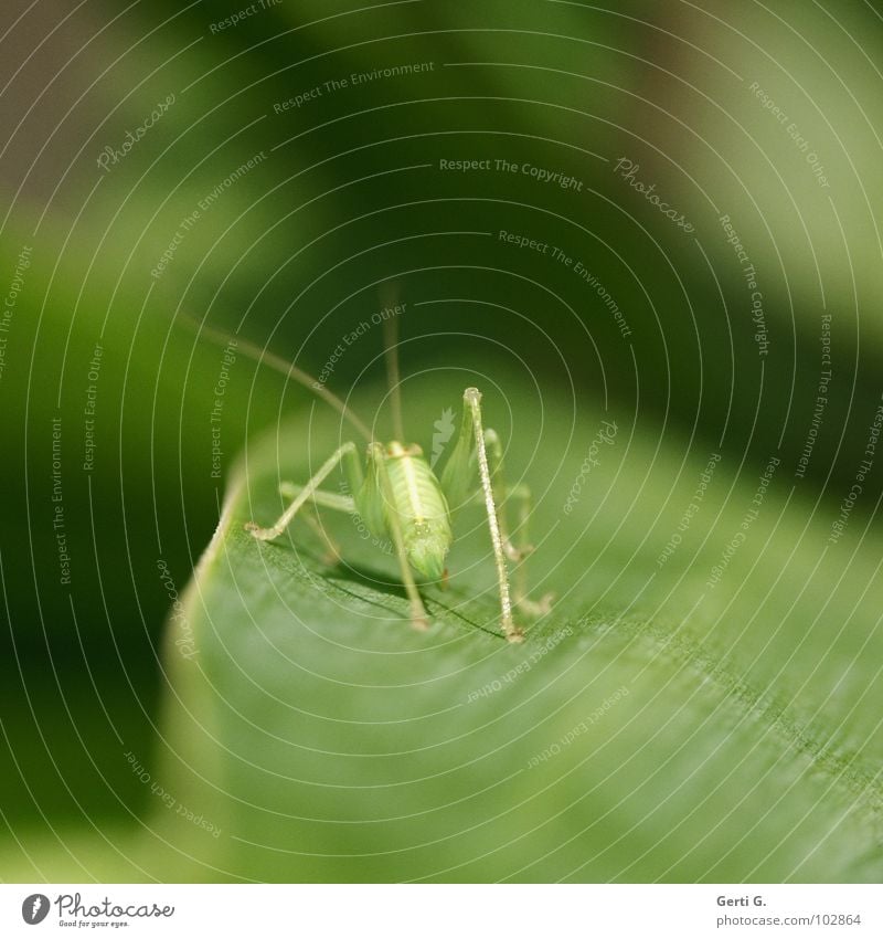 hops grün Tier Insekt frisch unverdorben zart dünn durchsichtig Heuschrecke springen hüpfen stehen Linie Palme Palmenwedel Sonnenlicht hellgrün Fühler