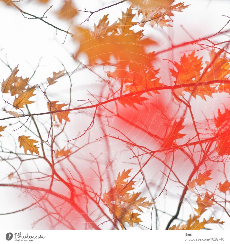 Erinnerung an den Herbst Umwelt Natur Landschaft Baum Grünpflanze Eiche ästhetisch außergewöhnlich Vergänglichkeit Wandel & Veränderung mehrfarbig Blatt