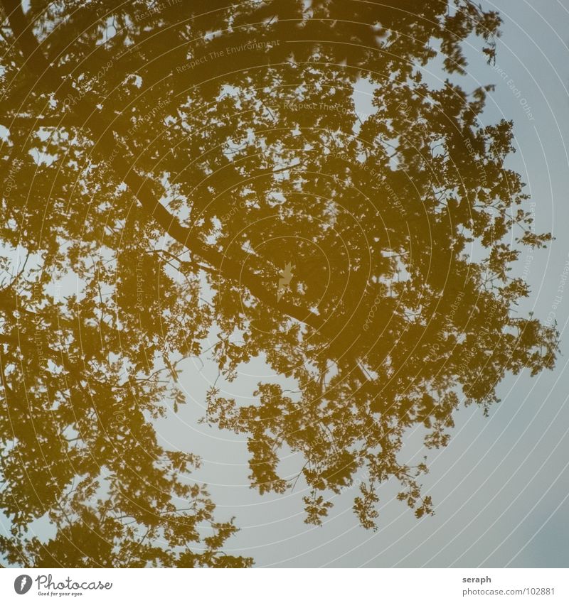 Wasserspiegelung Reflexion & Spiegelung Wald Baum Pflanze Blatt Sträucher weich Pfütze verträumt Ast Geäst Umweltschutz organisch Wachstum Zweig Spiegelbild